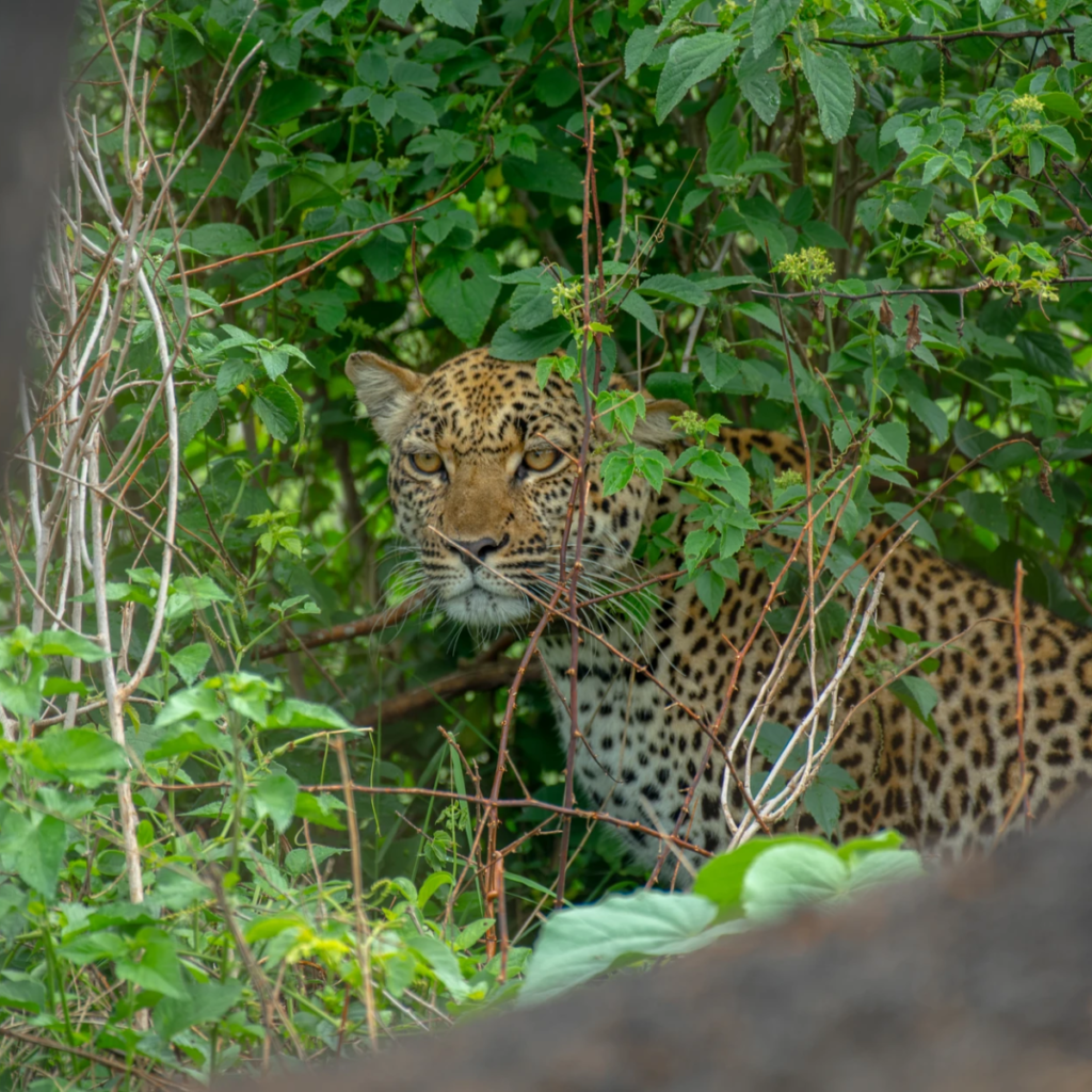 Queen elizabeth leopard behind leaves 01.webp