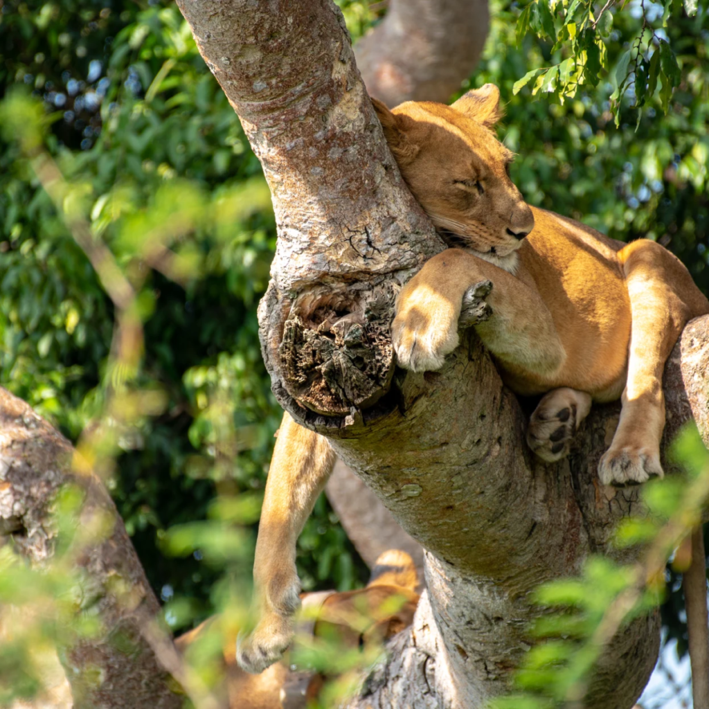 Lion resting in a tree fork in Queen Elizabeth National Park