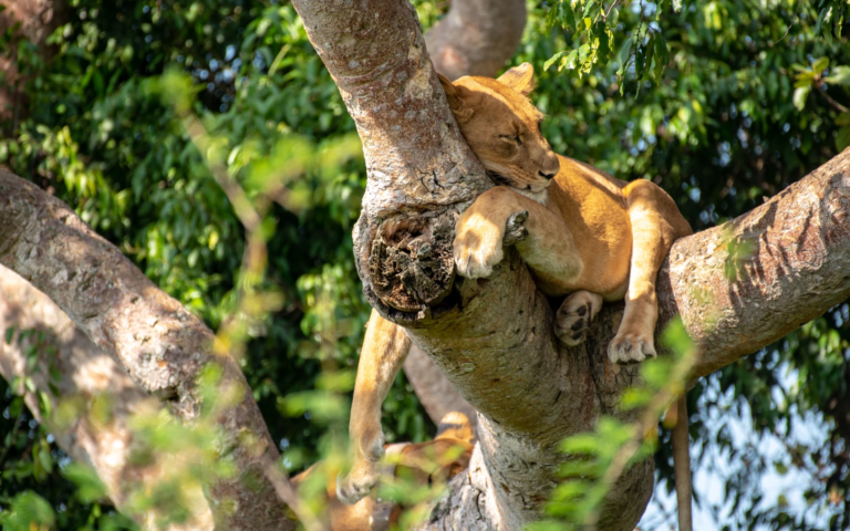 Lion resting in a tree fork in Queen Elizabeth National Park