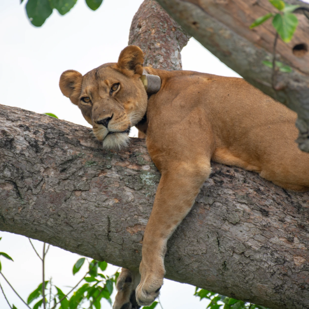 Lioness gazing from a tree branch in Queen Elizabeth National Park
