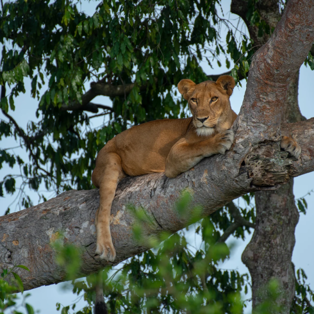 Photography Safaris