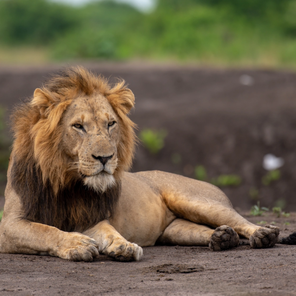 7-Day Uganda Gorillas & Wildlife Safari