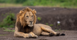 7-Day Uganda Gorillas & Wildlife Safari