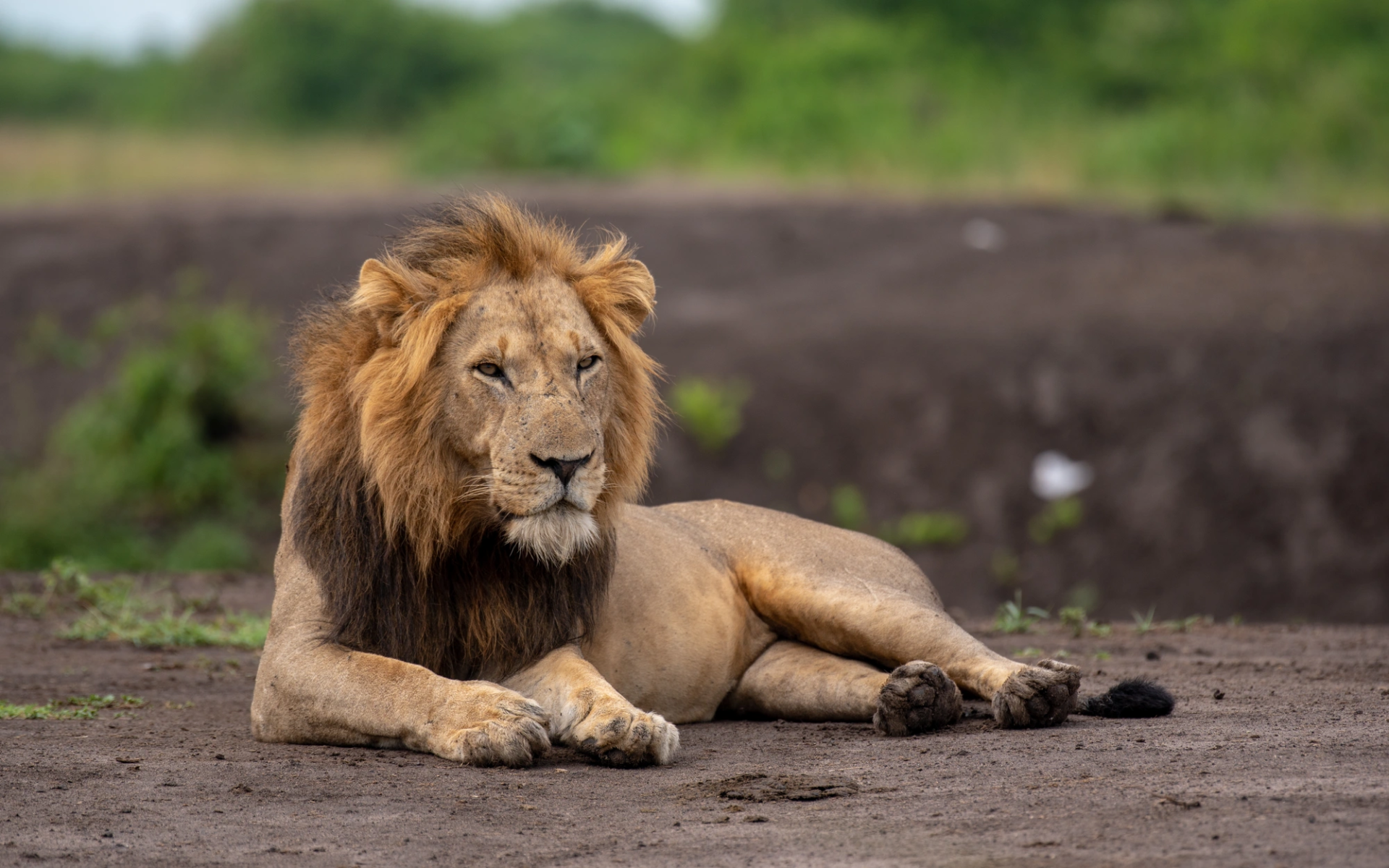 7-Day Uganda Gorillas & Wildlife Safari