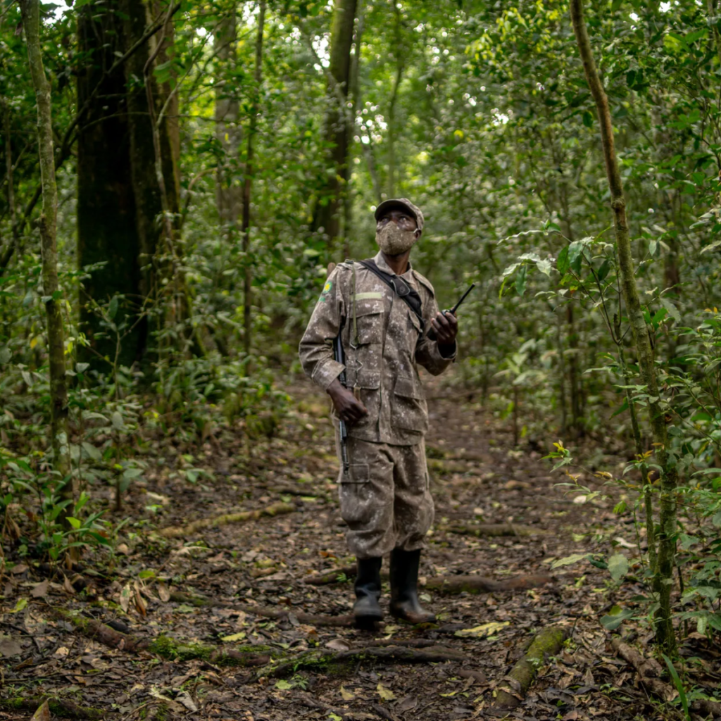 A uniformed ranger standing on a forest trail among tall trees