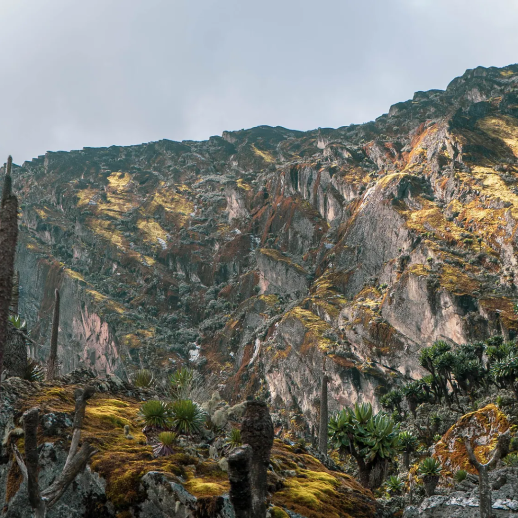 High camp view, the Rwenzori Mountains