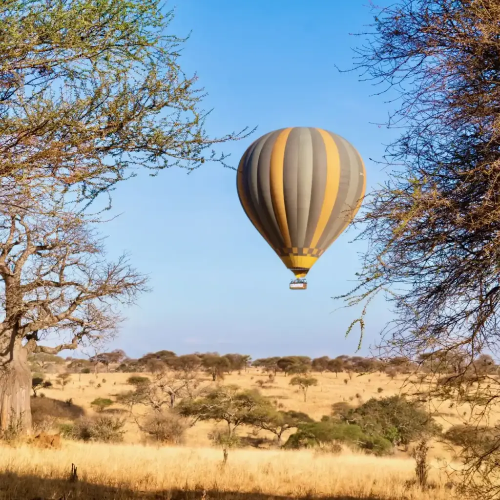A hot air balloon rising beside a baobab tree