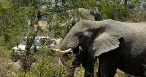 11 Day Kenya Family Bush and Beach Safari