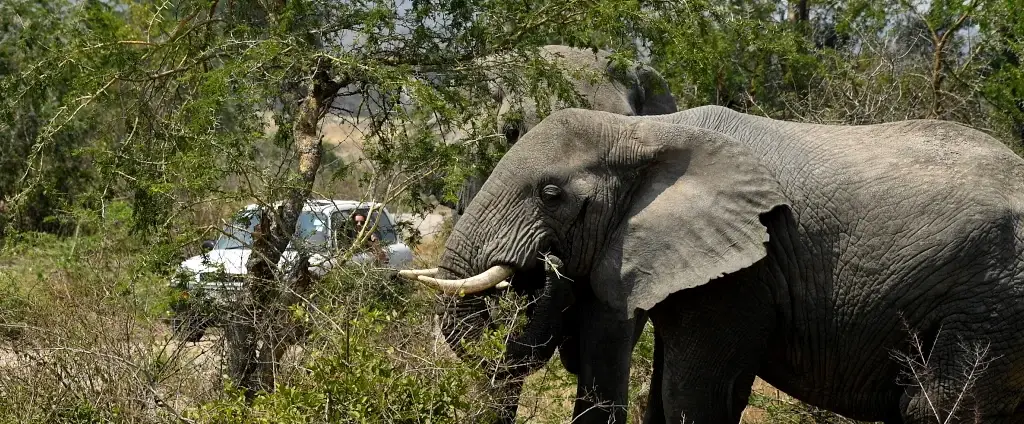 Elephant near vehicle