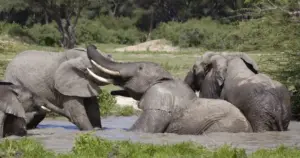 14 Day Plains to Gorillas: Kenya, Tanzania and Uganda