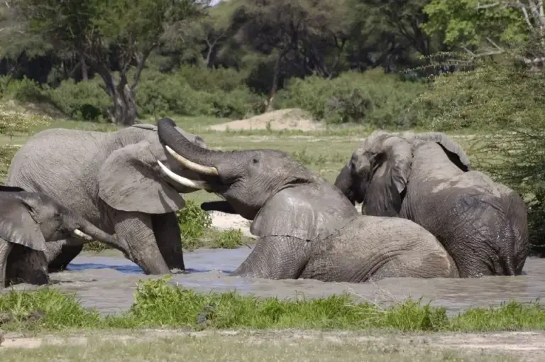 14 Day Plains to Gorillas: Kenya, Tanzania and Uganda