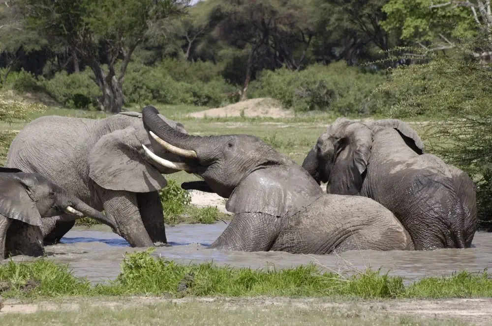 Elephants bathing