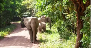 Tsavo East and West National Parks: Red Elephants and Springs