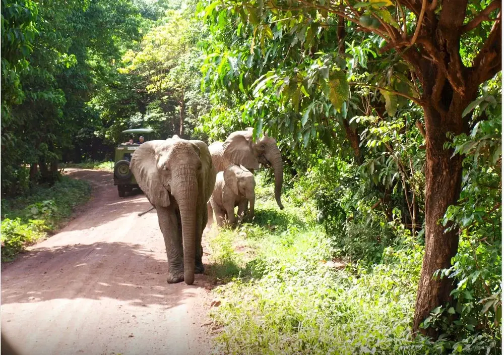 Elephants forest track