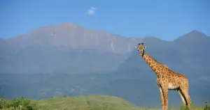 13 Day Luxury Kenya Wild Triangle: Tsavo, Laikipia and the Mara