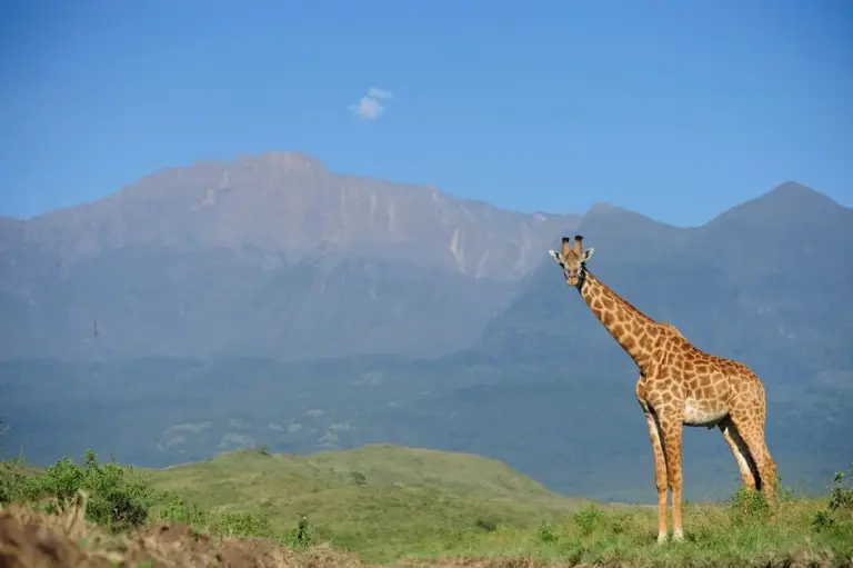13 Day Luxury Kenya Wild Triangle: Tsavo, Laikipia and the Mara