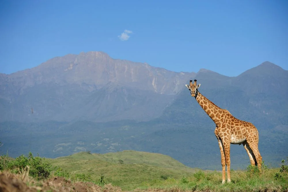 9 Day Kenya Amboseli, Flamingos and Mara Classic
