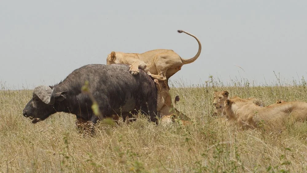 A lion hunting a buffalo on the plains