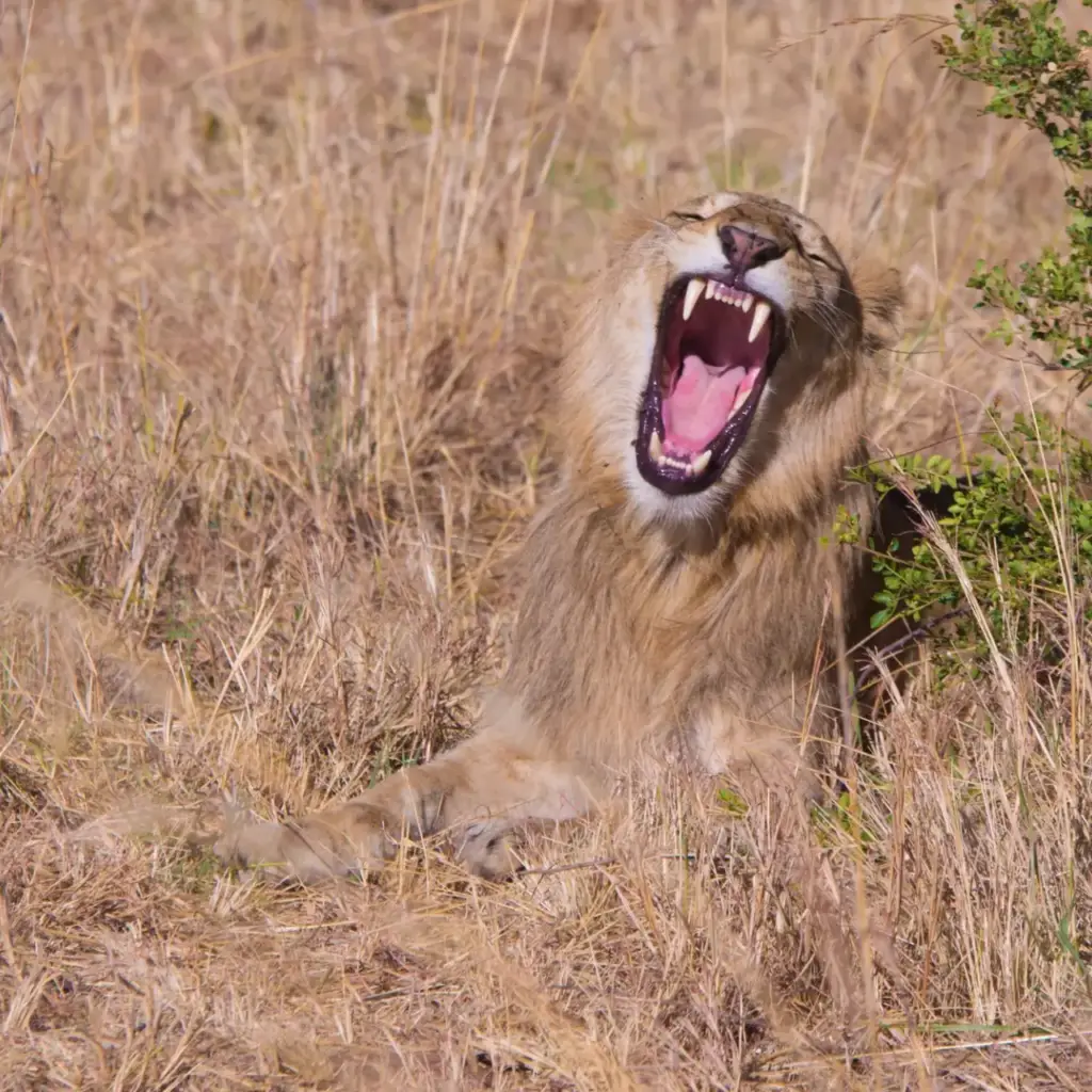 6 Day Tree Lions, Endless Plains and Crater Safari