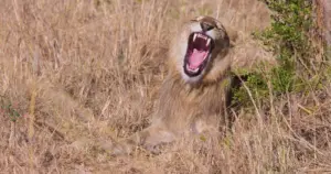 6 Day Tree Lions, Endless Plains and Crater Safari