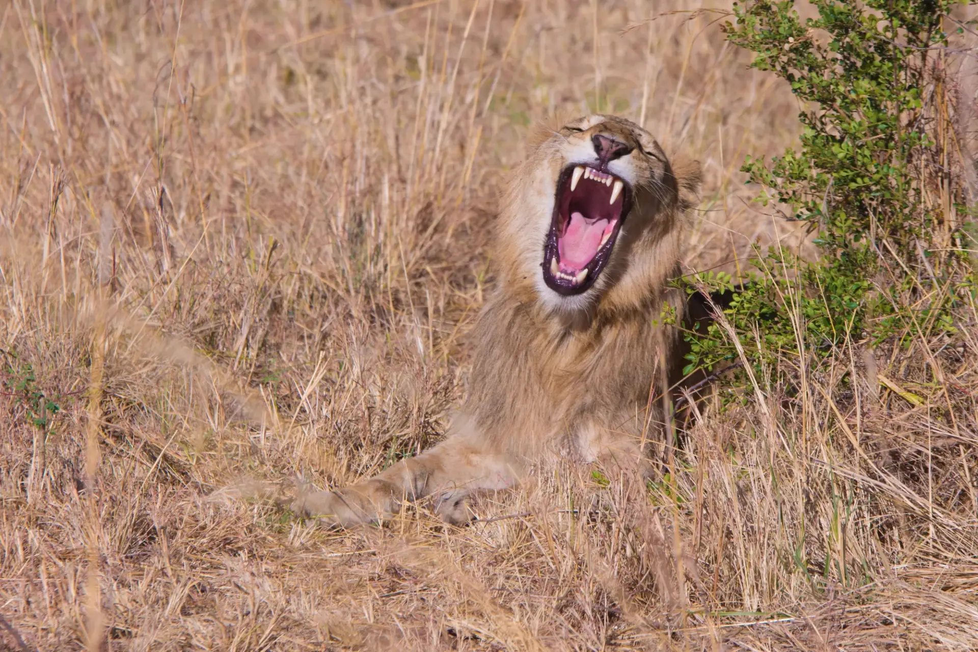 6 Day Tree Lions, Endless Plains and Crater Safari