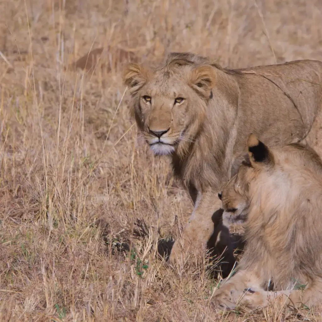 9 Day Kenya Northern Reserves and Mara Circuit