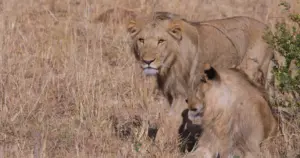 9 Day Kenya Northern Reserves and Mara Circuit