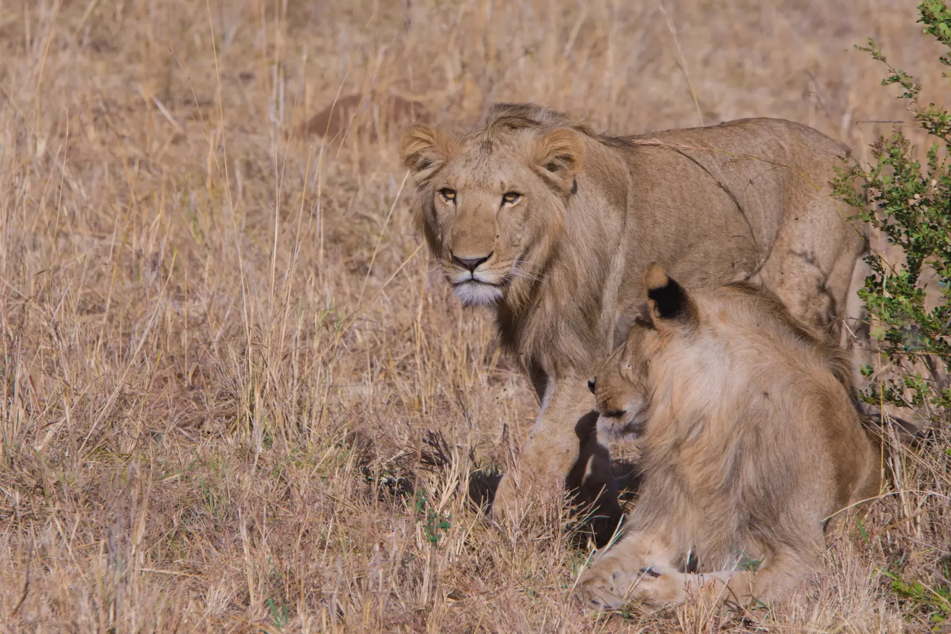 9 Day Kenya Northern Reserves and Mara Circuit