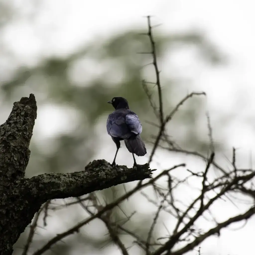14 Day Western Uganda Birding Safari: Albertine Rift Specials
