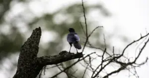 14 Day Western Uganda Birding Safari: Albertine Rift Specials