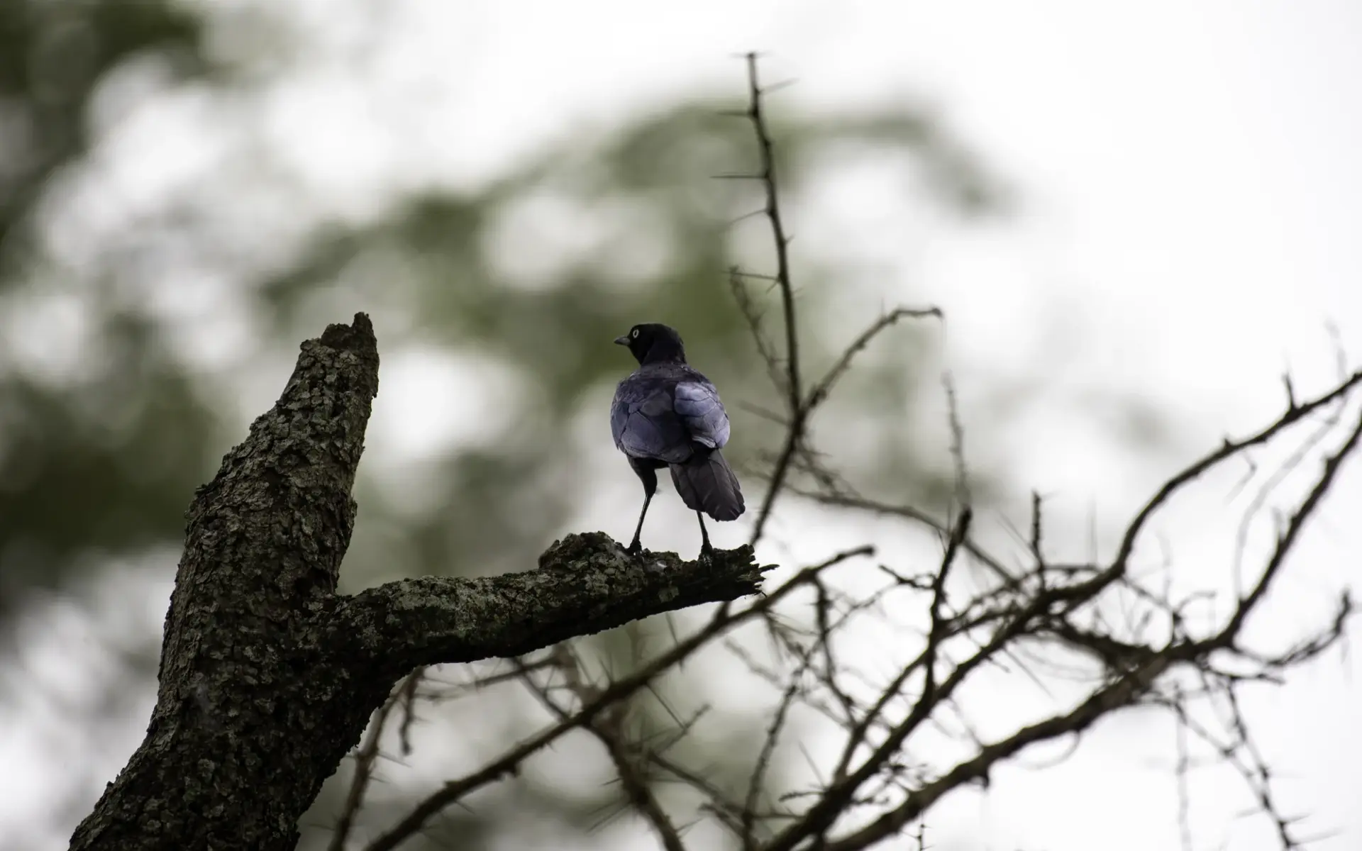 14 Day Western Uganda Birding Safari: Albertine Rift Specials