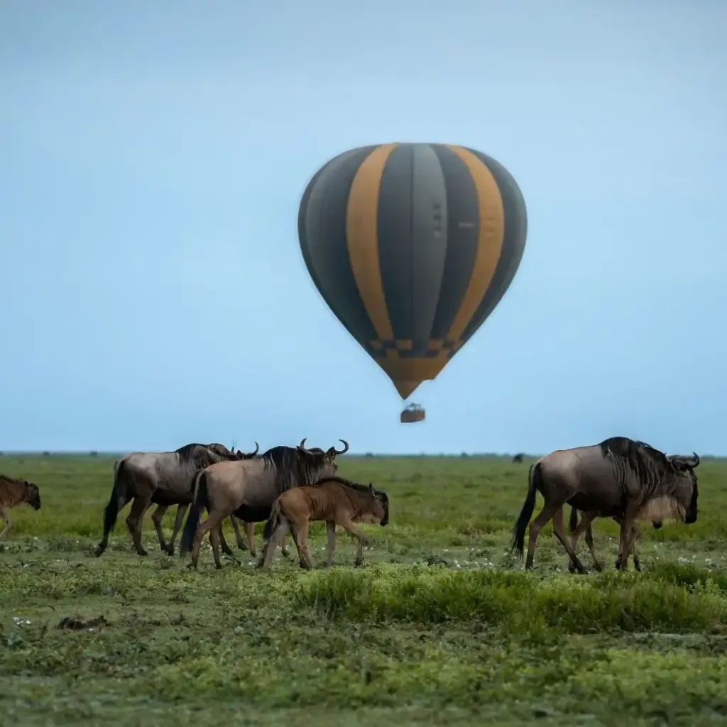 19 Day Luxury Tanzania Grand Safari: Crater, Calving Plains and Ruaha