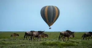 19 Day Luxury Tanzania Grand Safari: Crater, Calving Plains and Ruaha