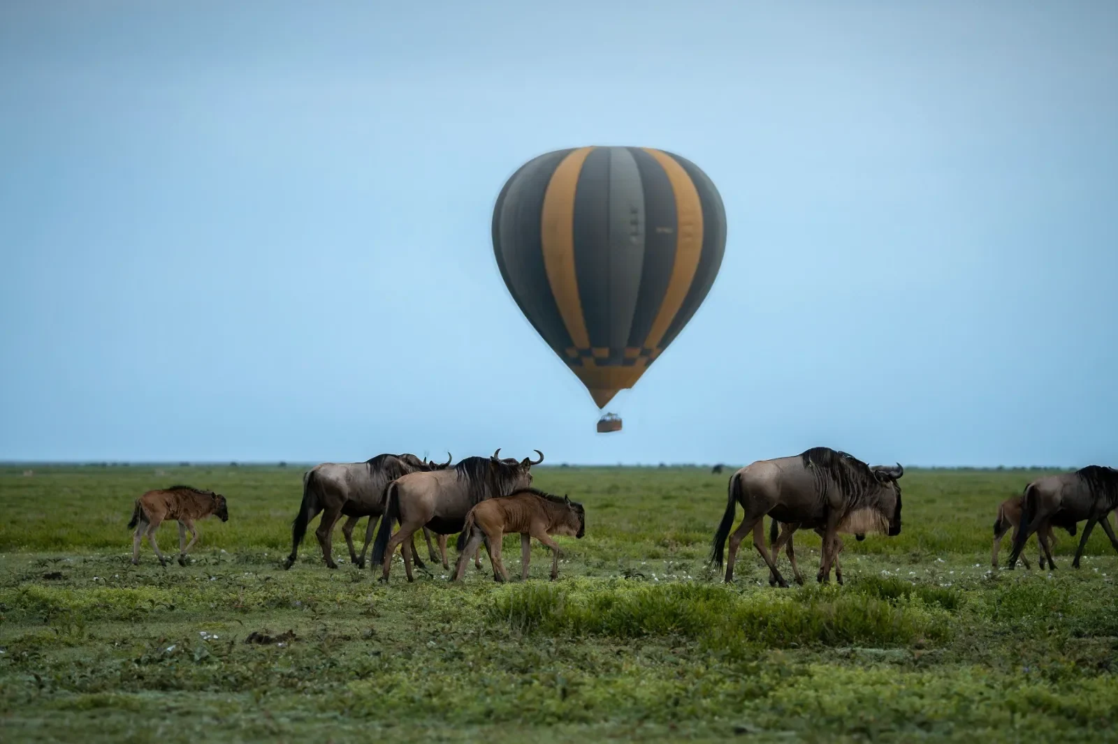 8 Day Luxury Great Migration: Central to Northern Serengeti