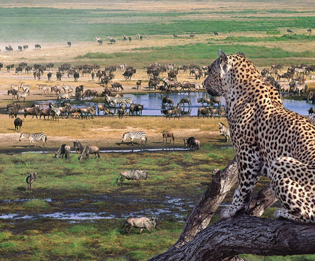 8-Day Tanzania Serengeti & Ngorongoro Safari