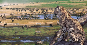 8-Day Tanzania Serengeti & Ngorongoro Safari
