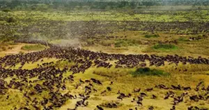 Great Migration by Month: Where the Herds Are and When