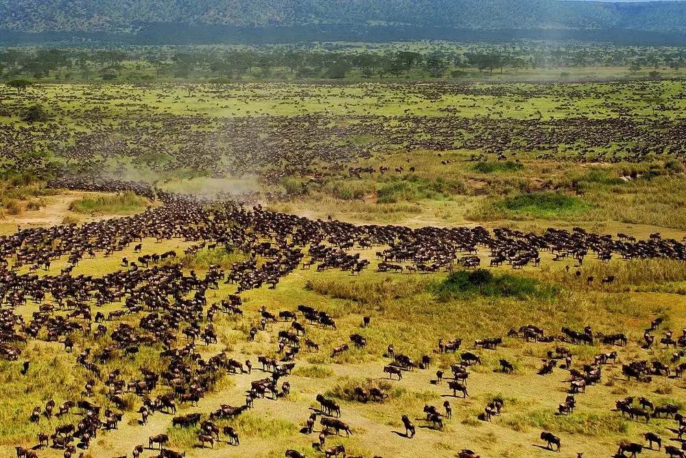 Aerial view of wildebeest, the Serengeti