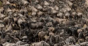 Tanzania Safari Itinerary: 5, 7, 10 and 14 Day Routes