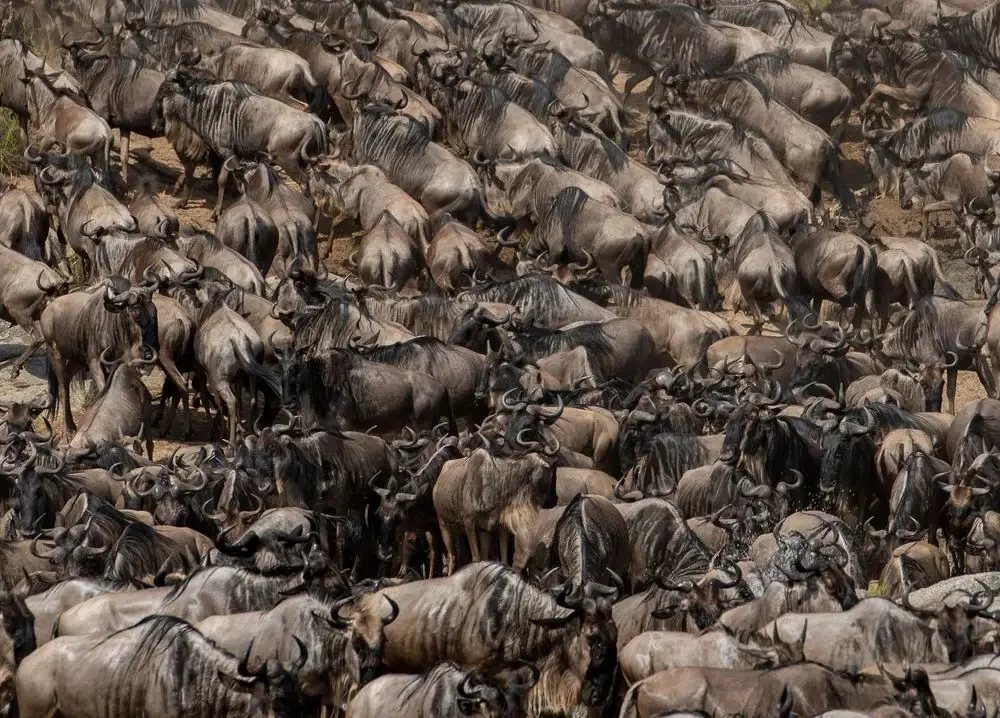 Wildebeest herd, the Serengeti
