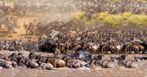 Tanzania or Kenya Safari: How to Choose Fairly