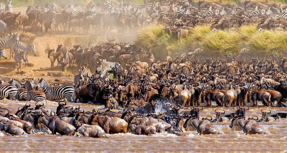 Wildebeest migration, the Serengeti