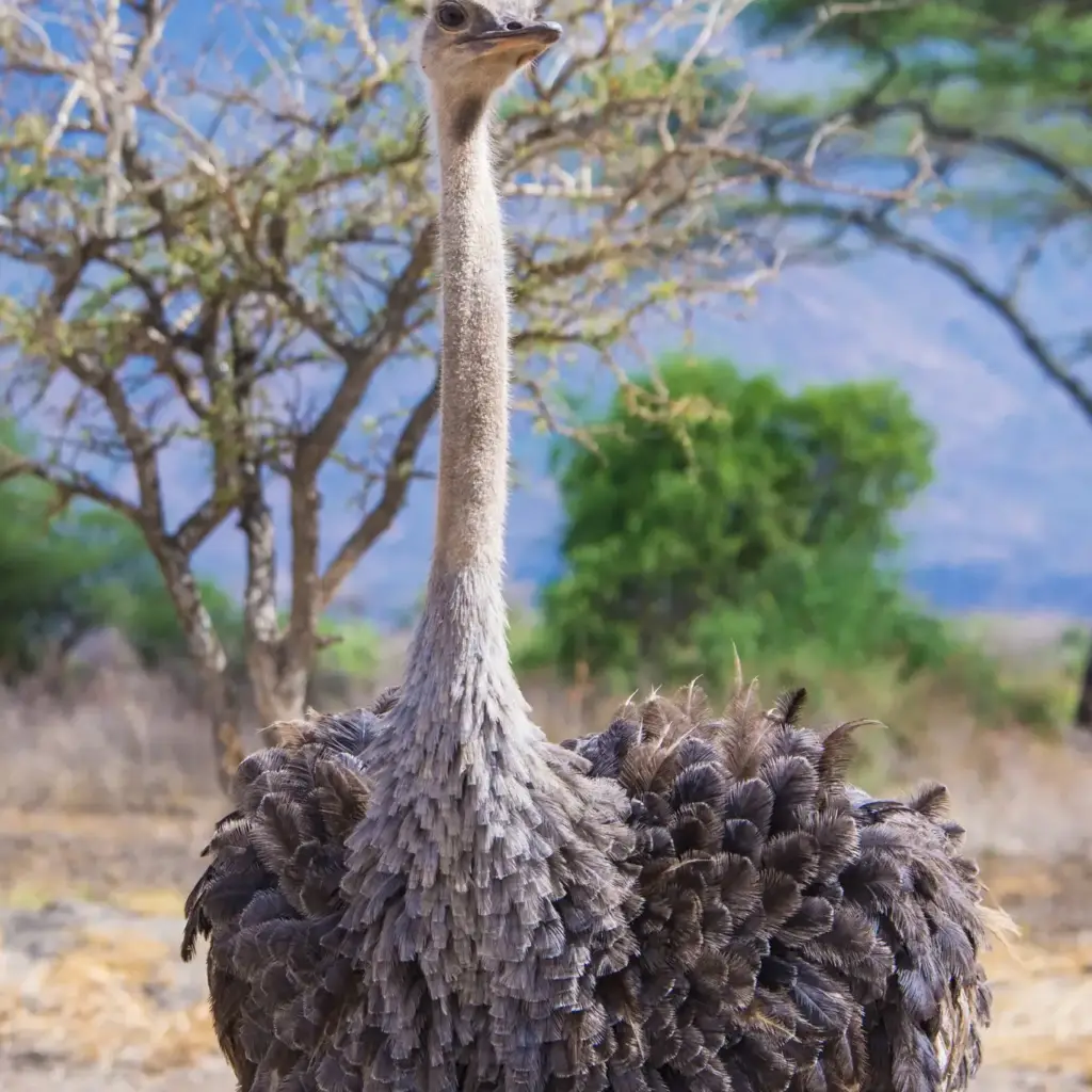 Ostrich, Tanzania