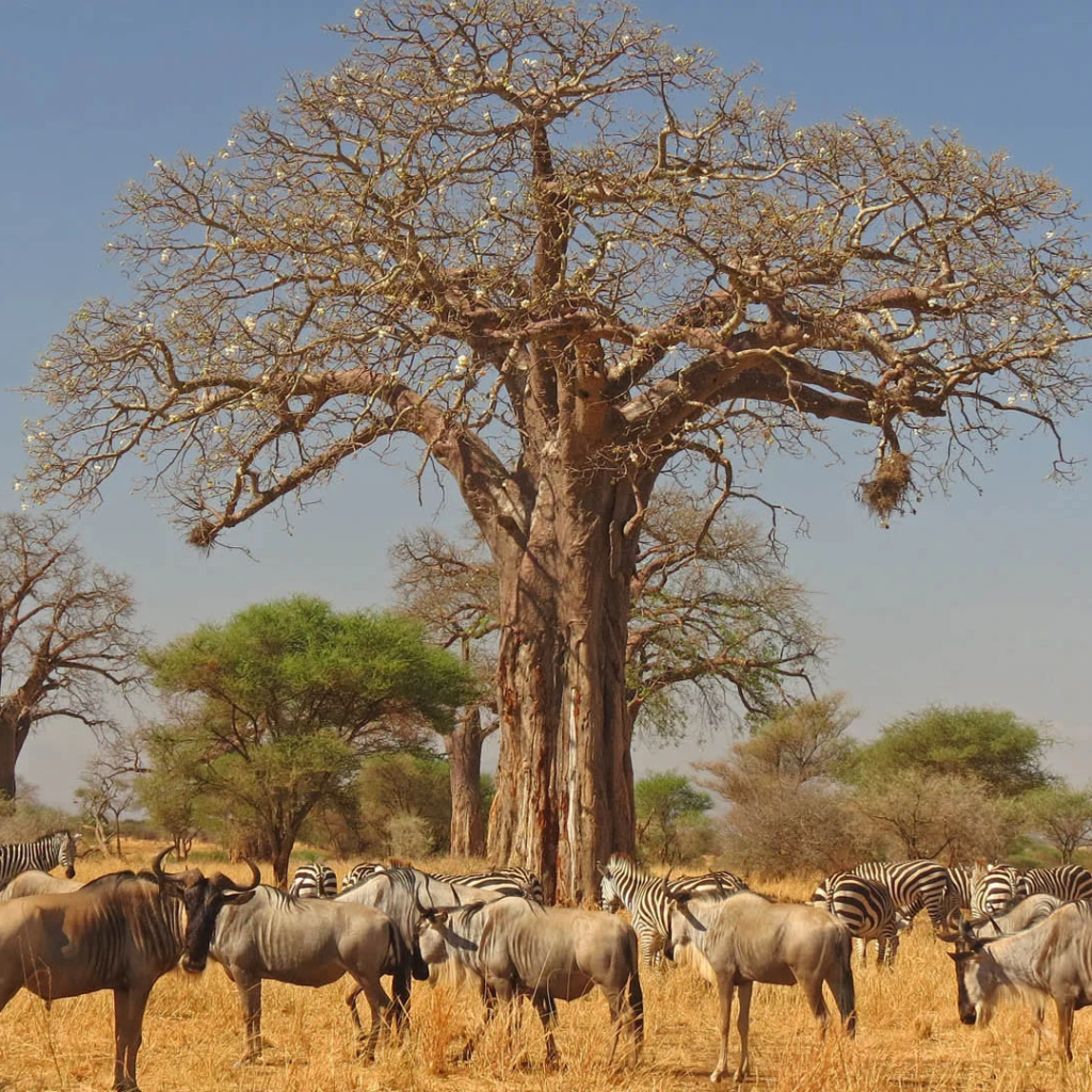 Tanzania