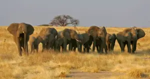 6 Day Tanzania Safari with Arusha Town Walk