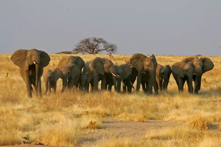 6 Day Tanzania Safari with Arusha Town Walk
