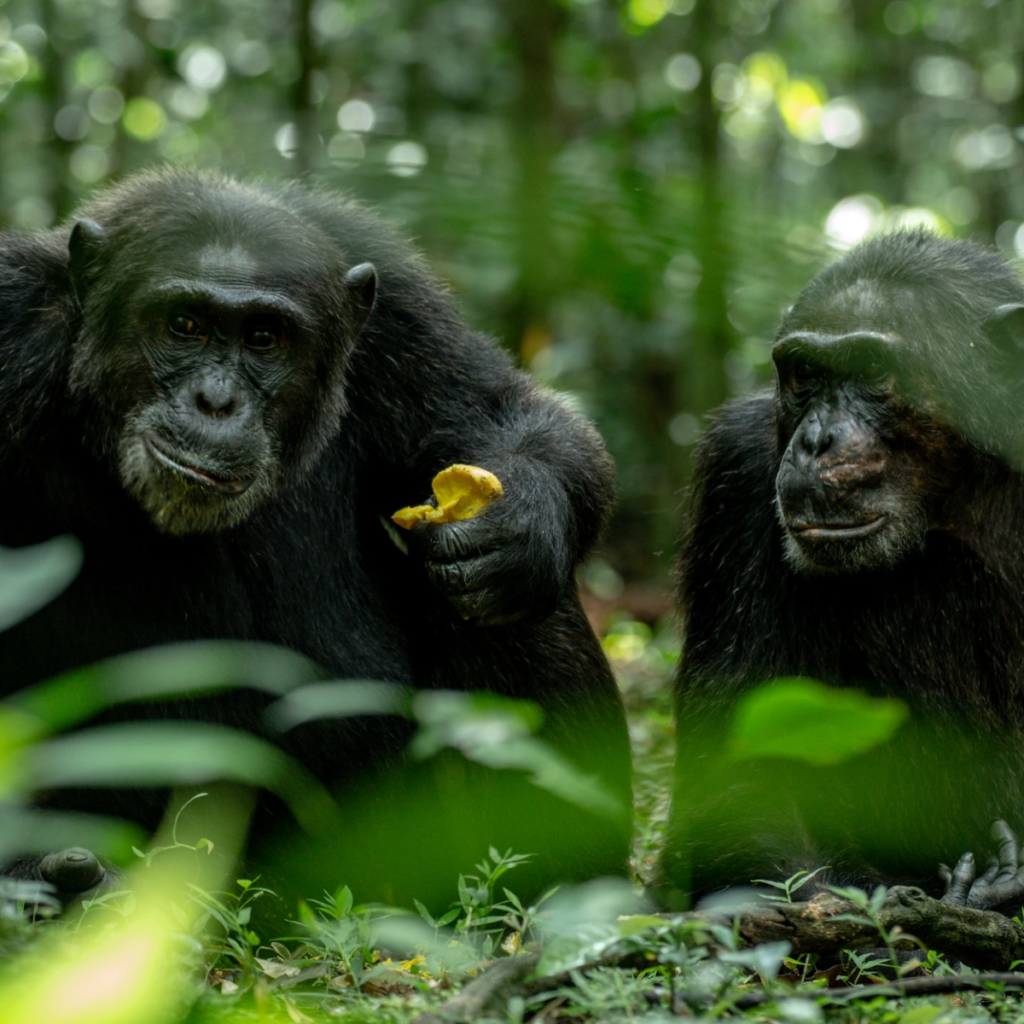 Chimpanzee Tracking
