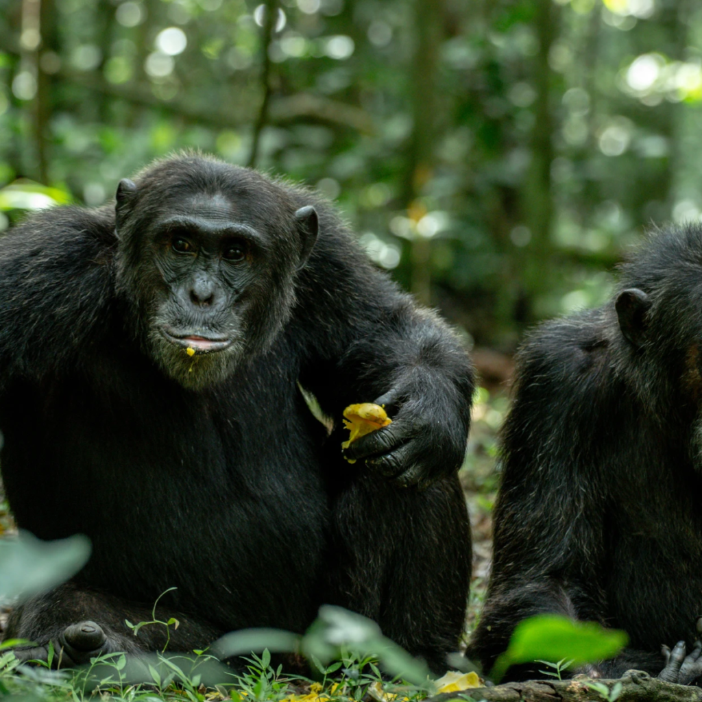 8-Day Uganda Western Rift Safari: Kibale, Semuliki & Rwenzori