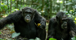 8-Day Uganda Western Rift Safari: Kibale, Semuliki & Rwenzori