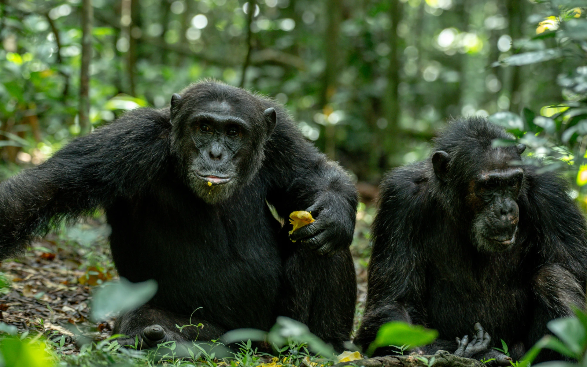 8-Day Uganda Western Rift Safari: Kibale, Semuliki & Rwenzori